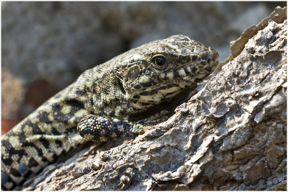 Lézard de murailles