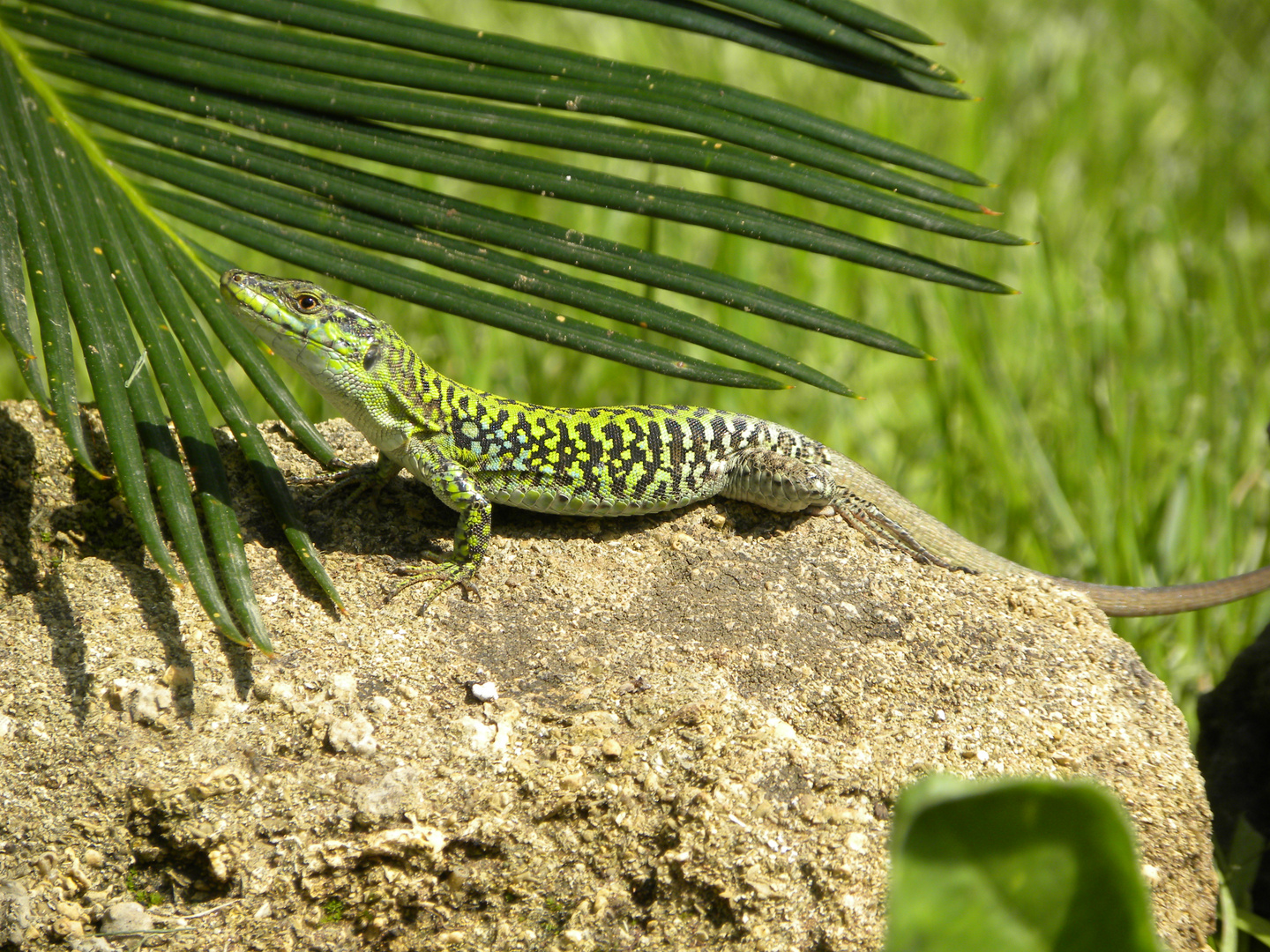 Lézard de Palerme