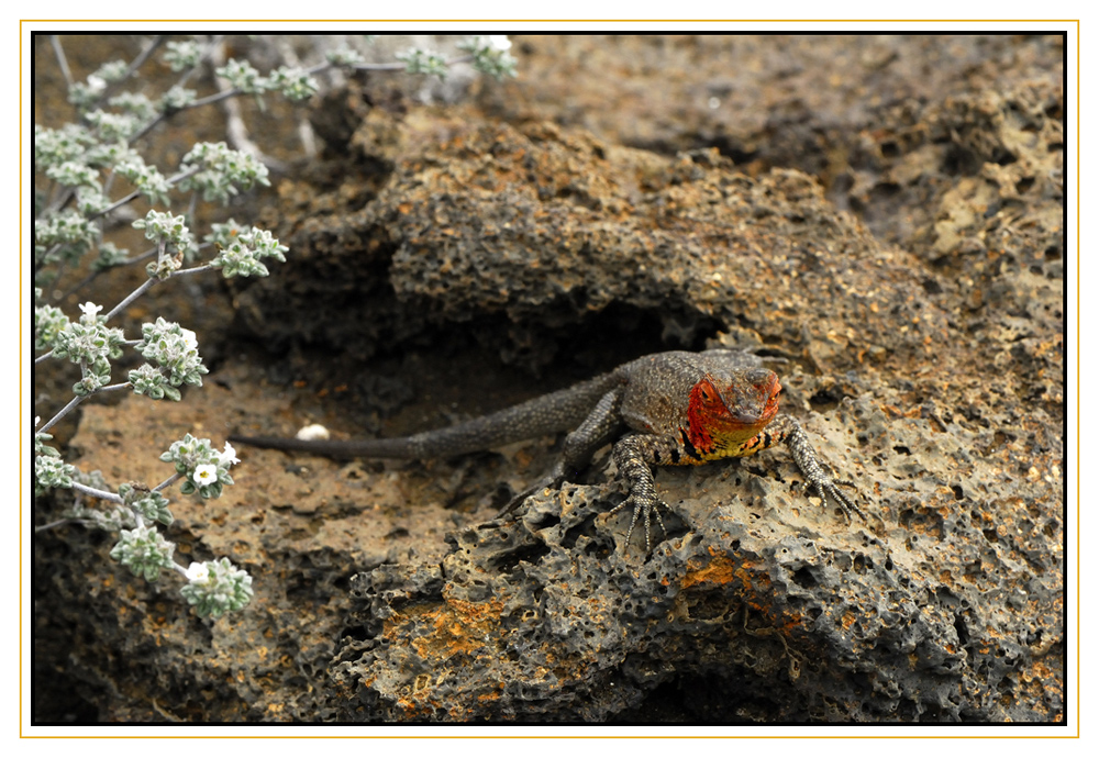 Lézard des laves