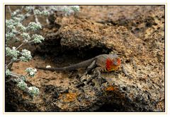 Lézard des laves