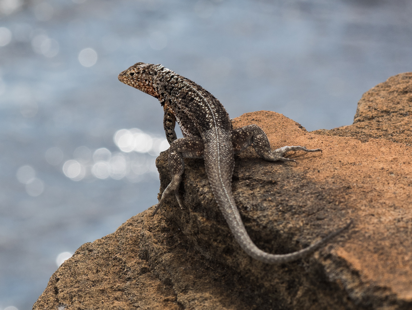 Lézard des laves, Galapagos