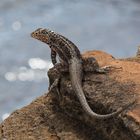 Lézard des laves, Galapagos