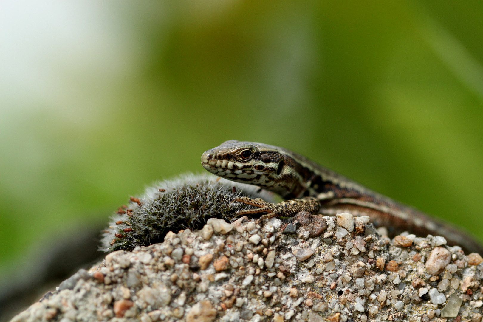 Lézard des murailles