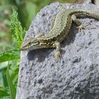 Lézard des murailles