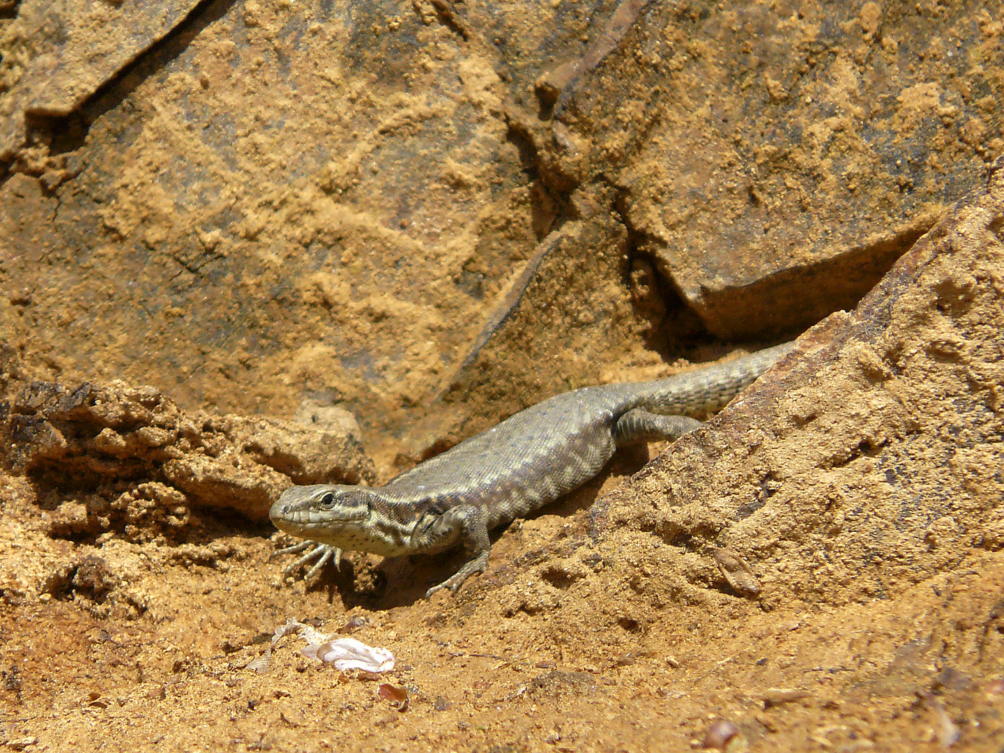 Lezard des murailles