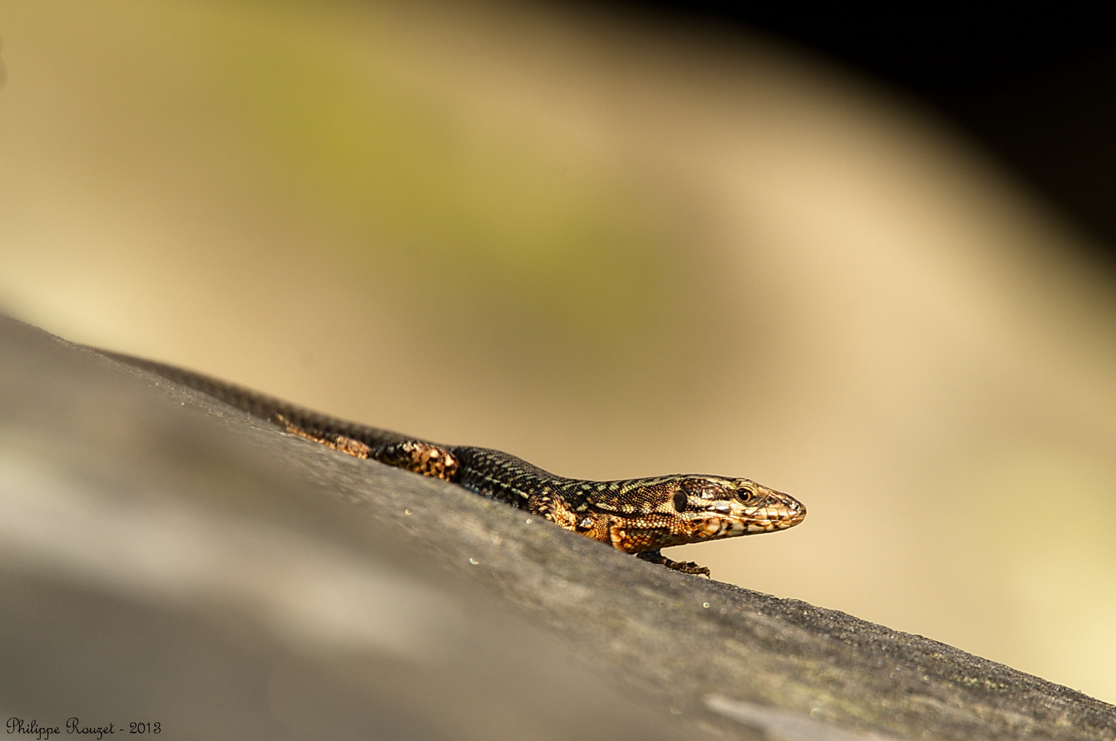 Lézard des murailles