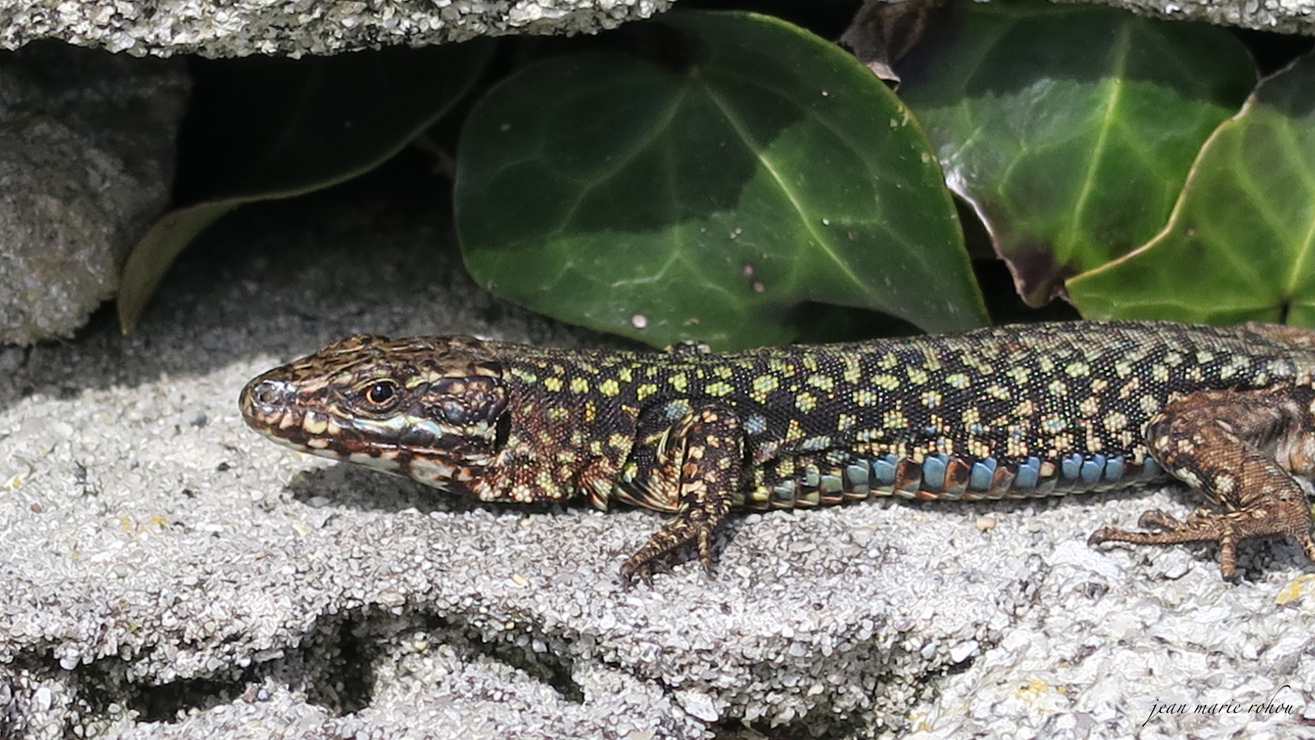 Lézard des murailles - Podarcis muralis (mâle)