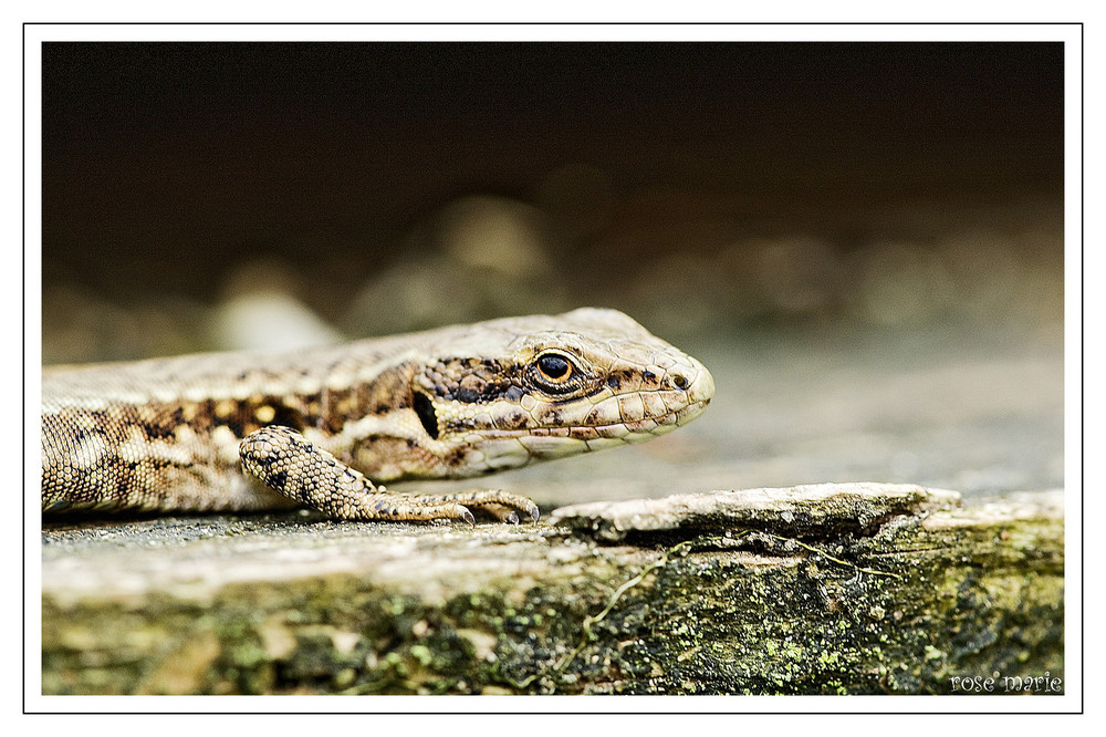 Lezard photo et image | animaux, reptiles, amphibiens, macros ...