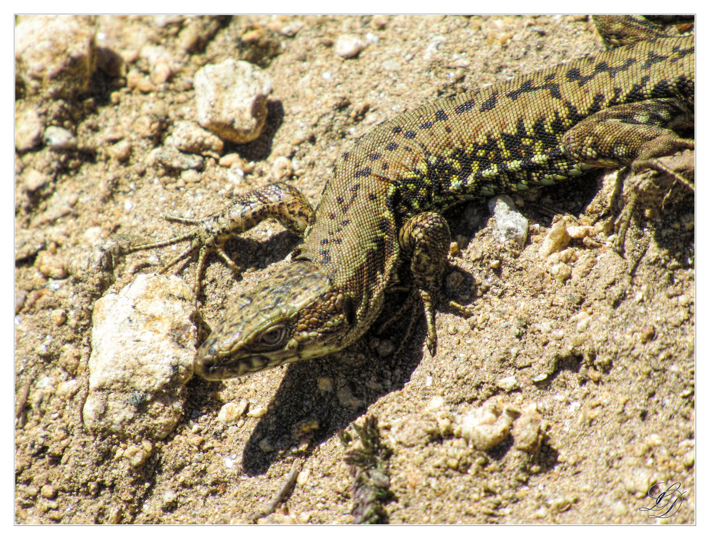 Lézard du Pic de Nore