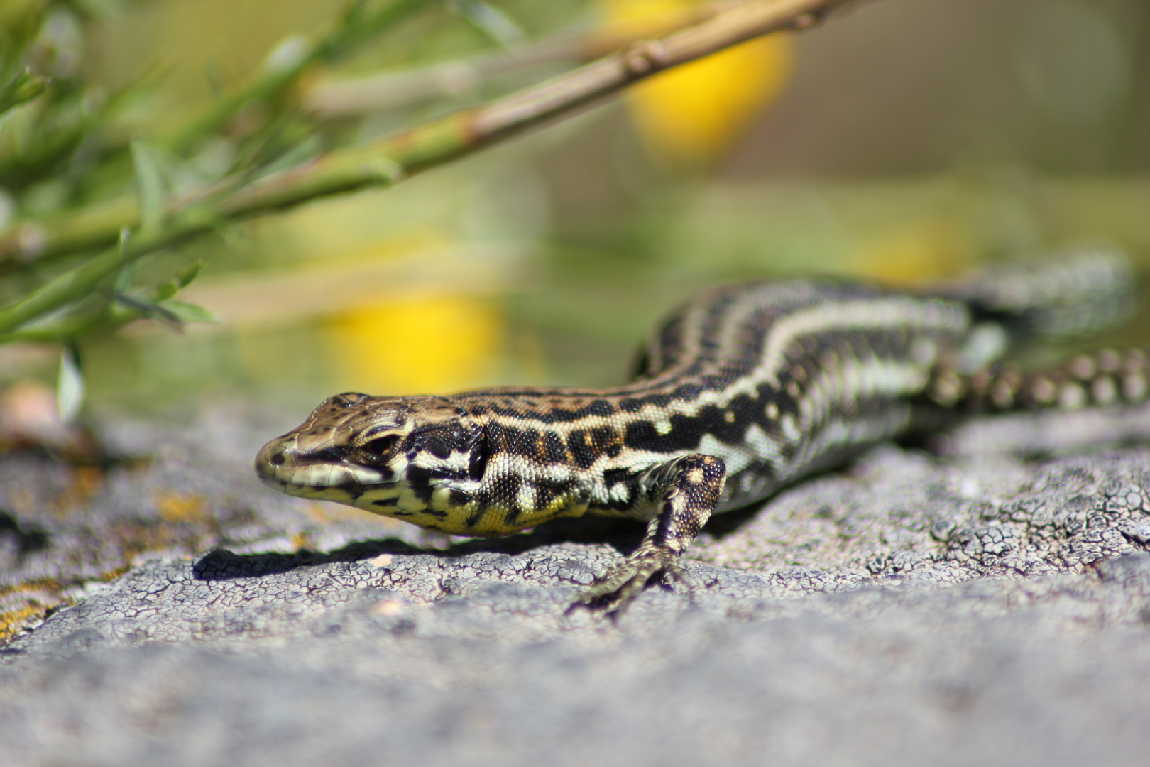 lézard