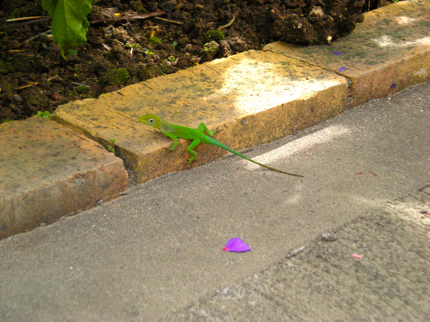 Lézard en fleur