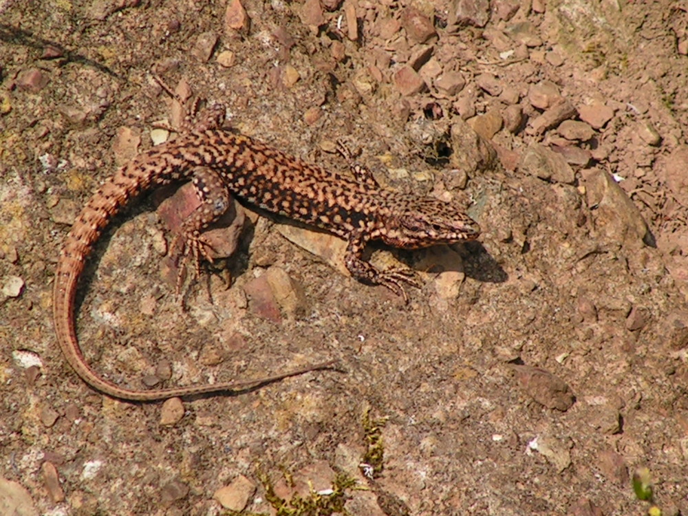 lezard en tenue de camouflage