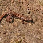 lezard en tenue de camouflage