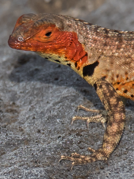 Lézard, Galapagos