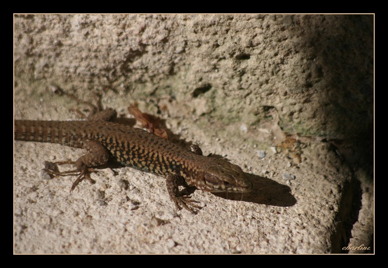 lézard gris par charline