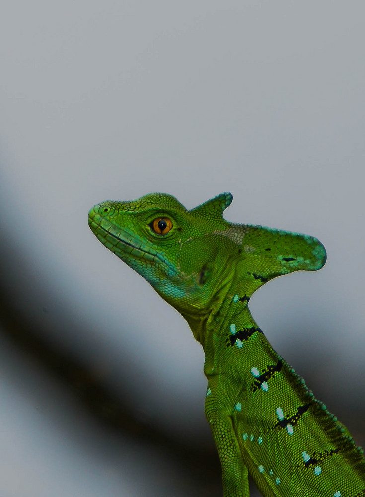 Lézard Jesus Christo Costa Rica 07/09