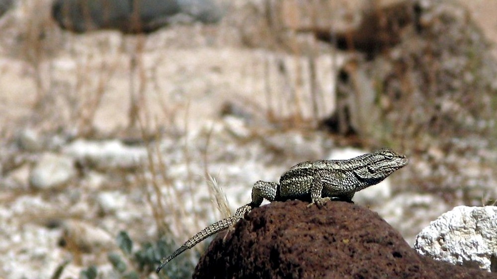 lézard léthargique