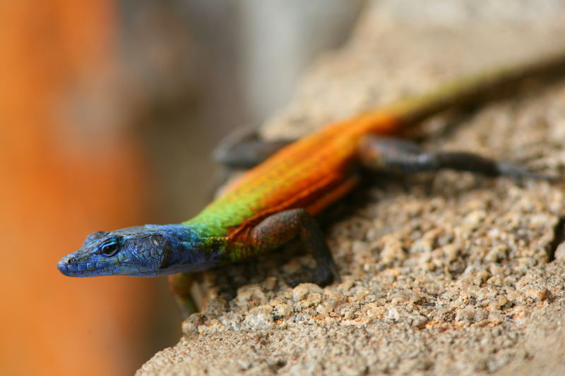 Lezard Mapoto National Parc Zimbabwe