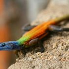 Lezard Mapoto National Parc Zimbabwe