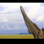 Lézard - Masai Mara / Kenya - Le voyage sera long ...