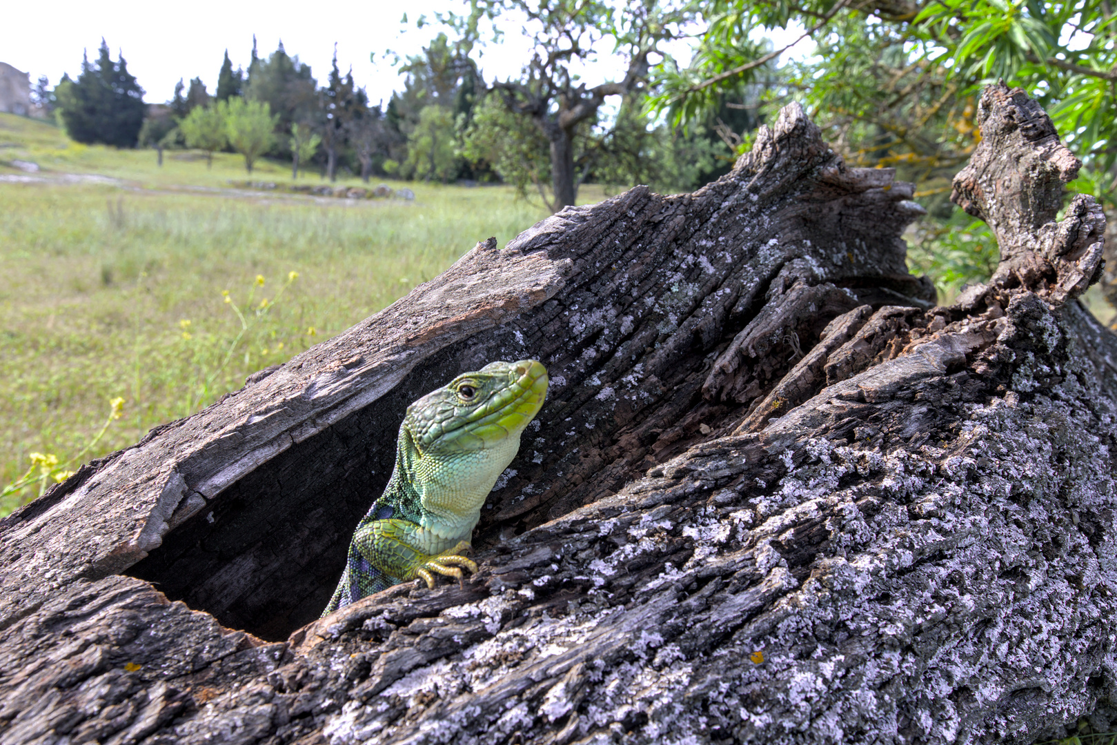 Lézard Ocellé