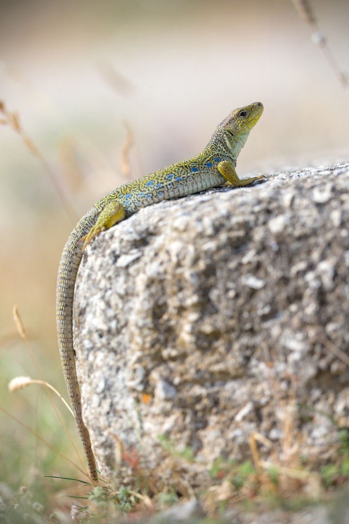 Lézard ocellé