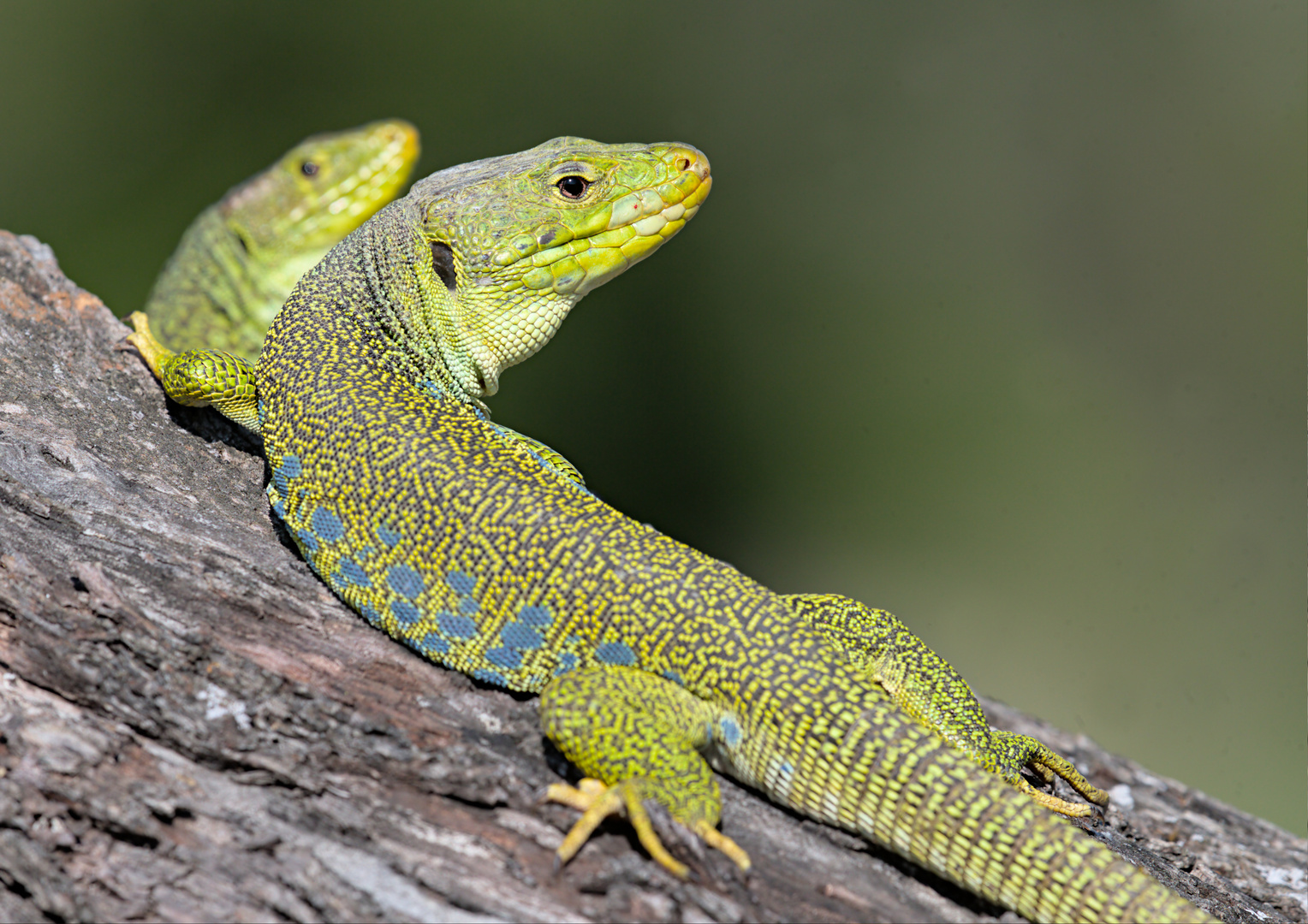 Lézard Ocellé