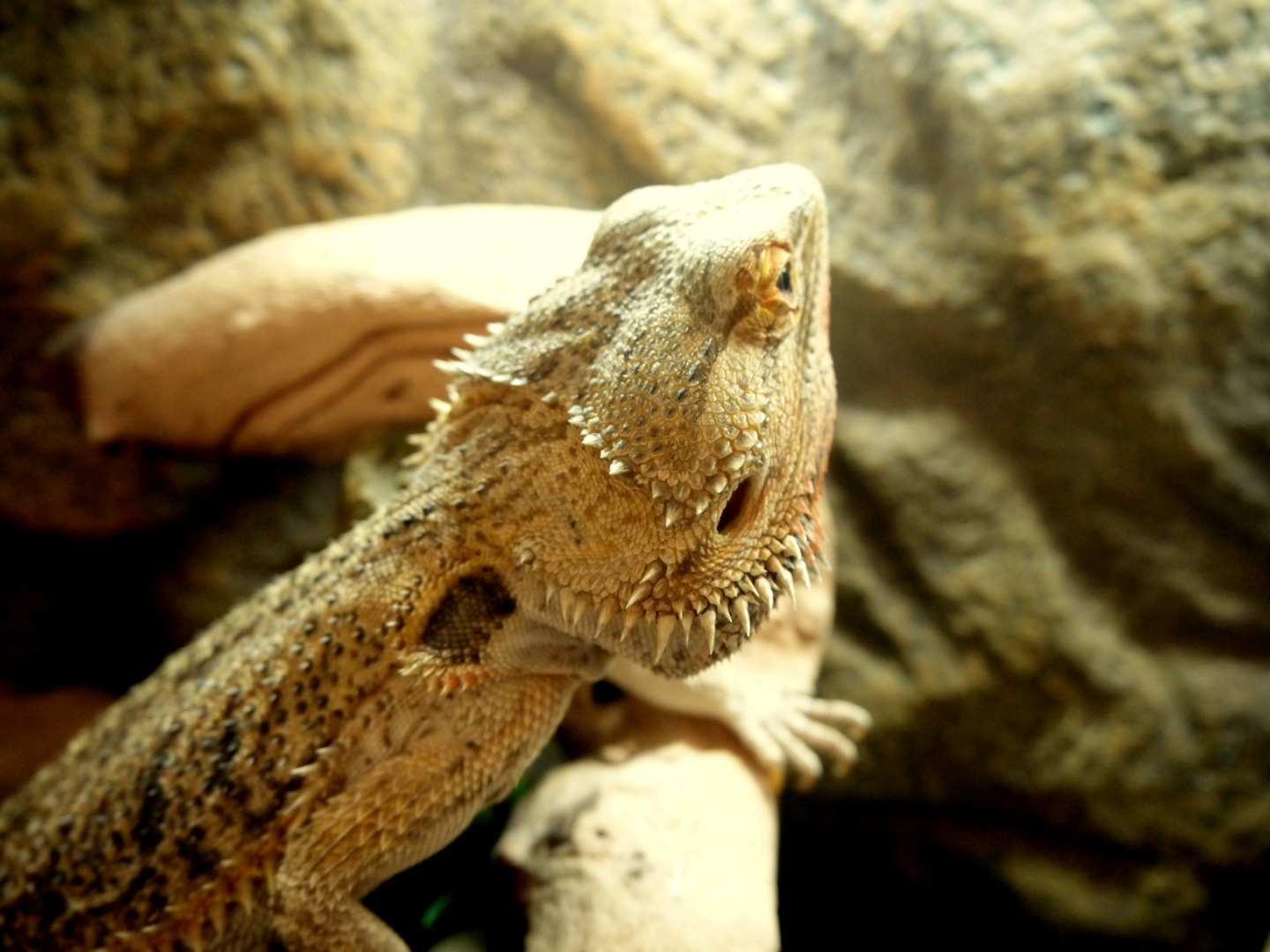 Lezard, pogona