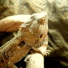 Lezard, pogona