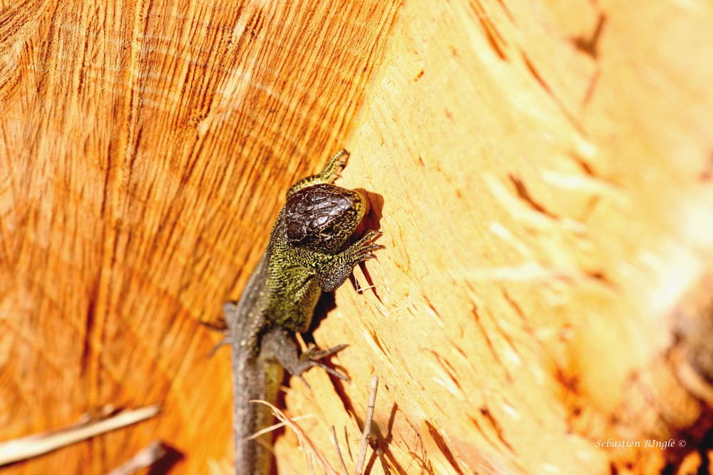 Lézard prenant le soleil