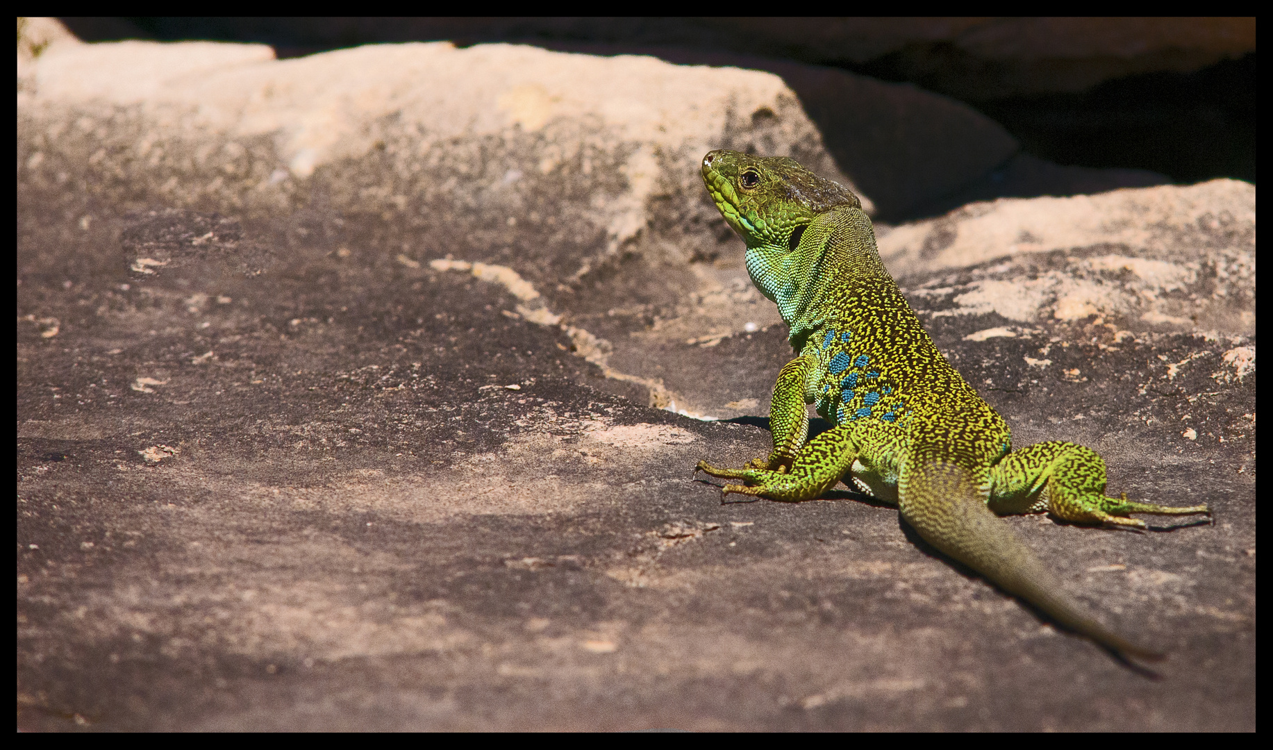 Lézard prend la pose!