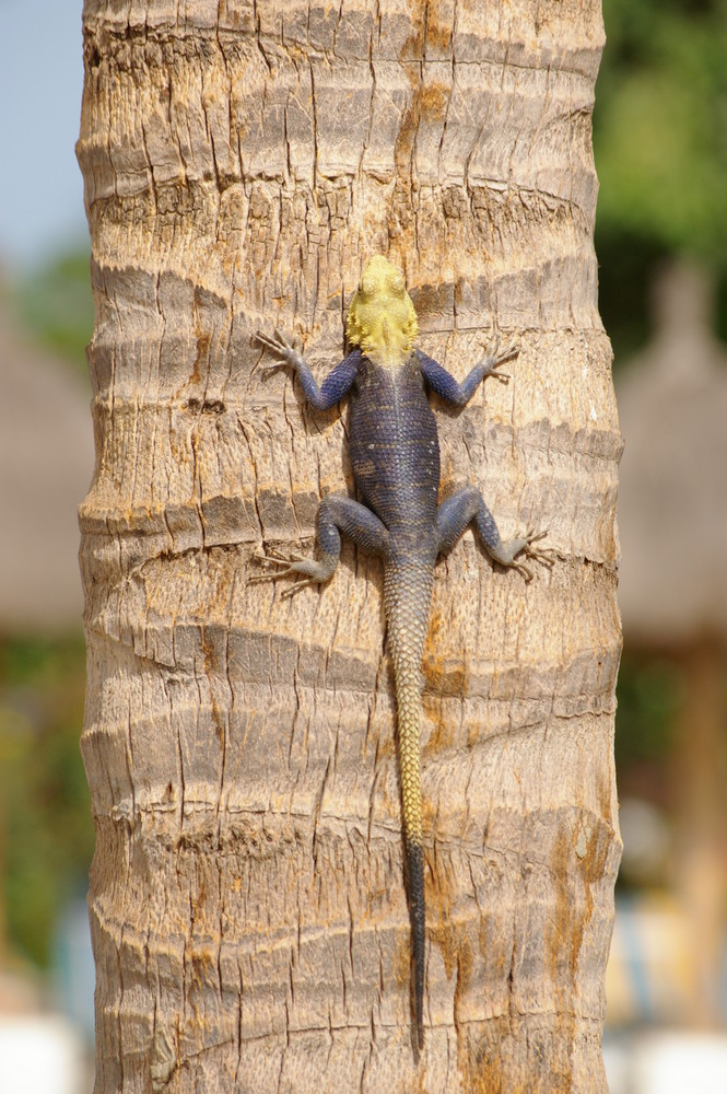 LEZARD SENEGALAIS