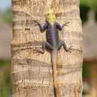 LEZARD SENEGALAIS