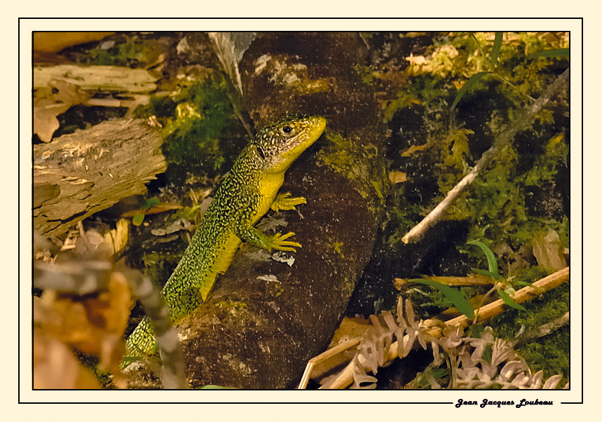 Lezard (sous-bois)