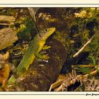 Lezard (sous-bois)