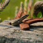 Lézard superstitieux