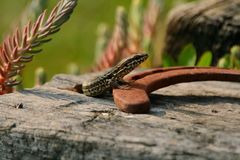 Lézard superstitieux