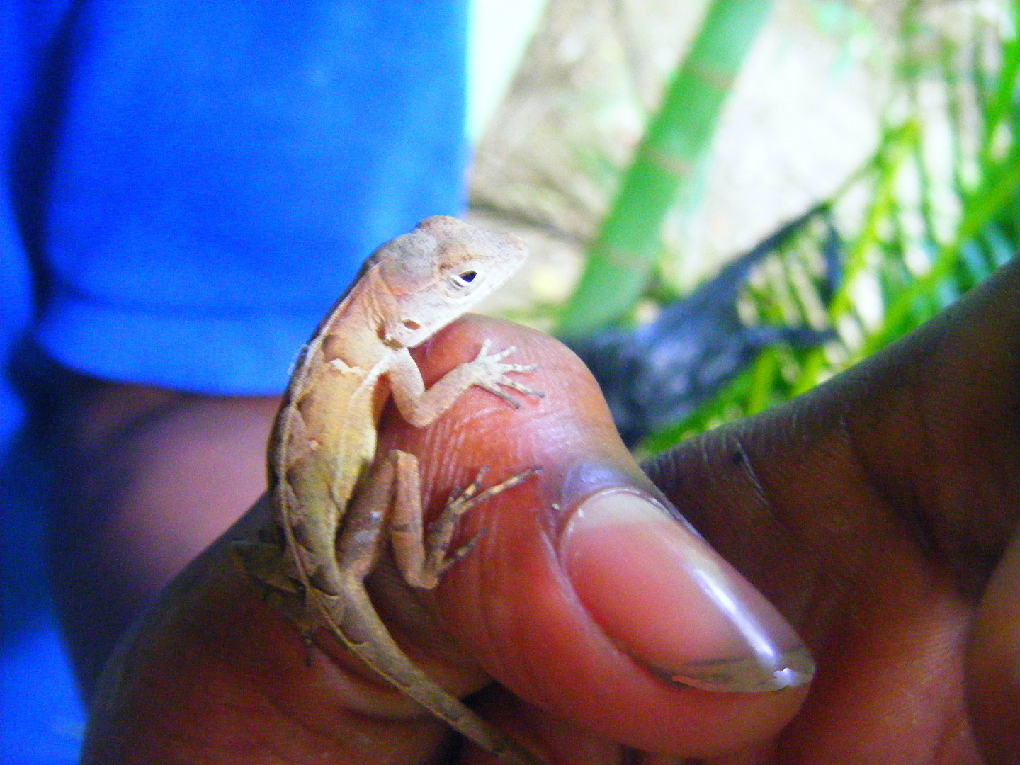 lézard sur doigt