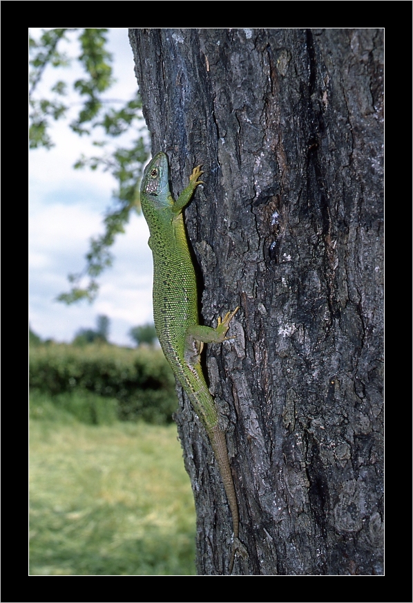 Lézard sur un pommier dans la Creuse