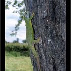 Lézard sur un pommier dans la Creuse