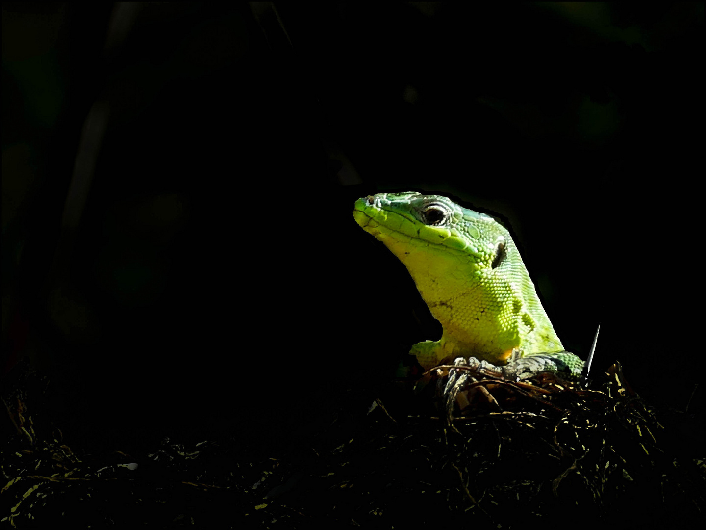 Lézard vert. 