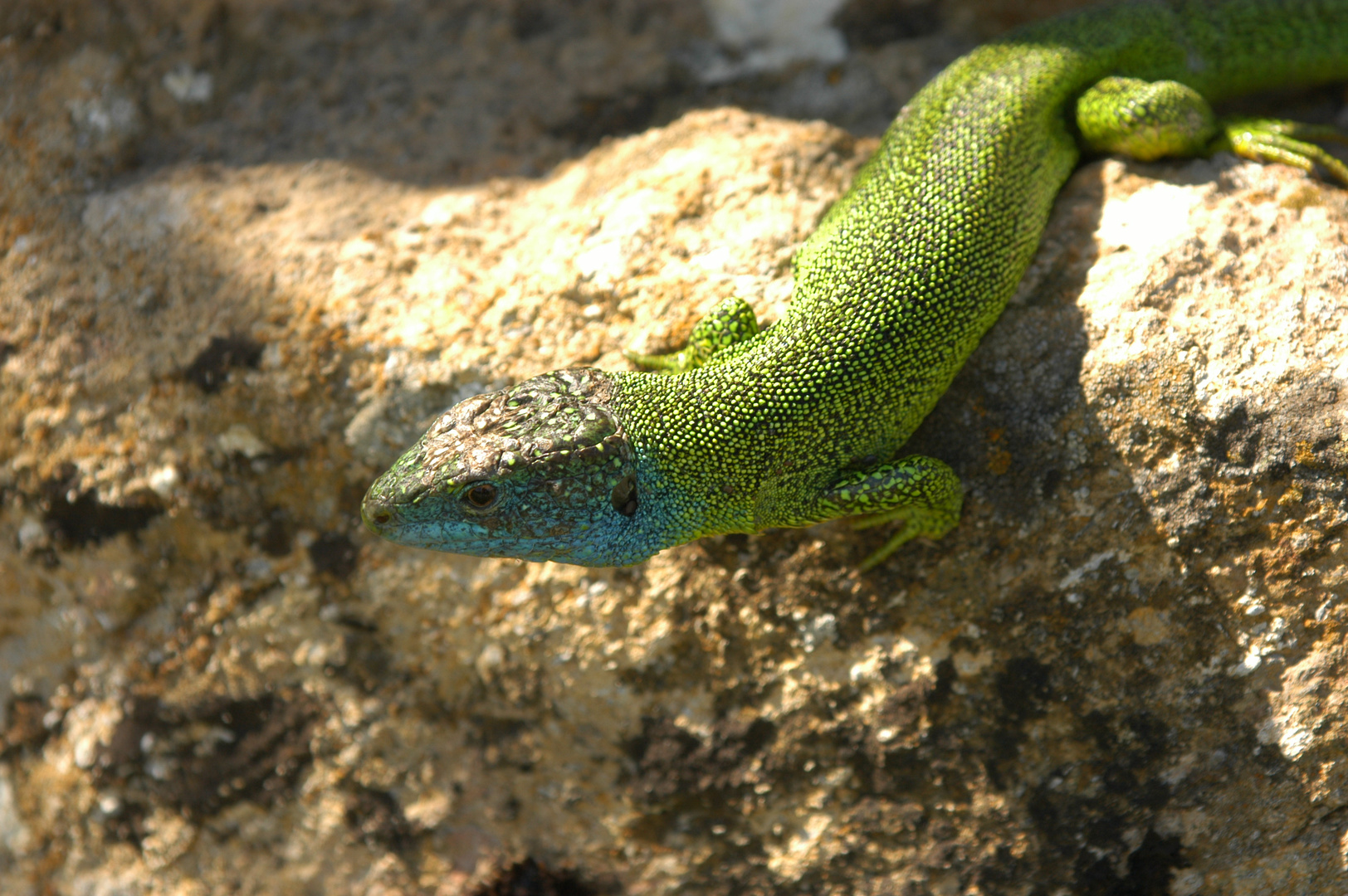 Lézard vert