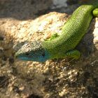 Lézard vert