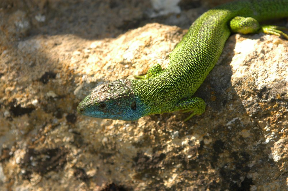 Lézard vert von satfrog 