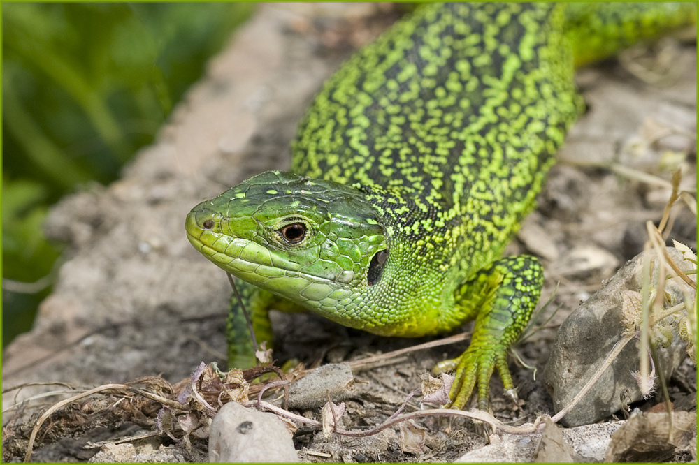 Lézard vert (2) femelle