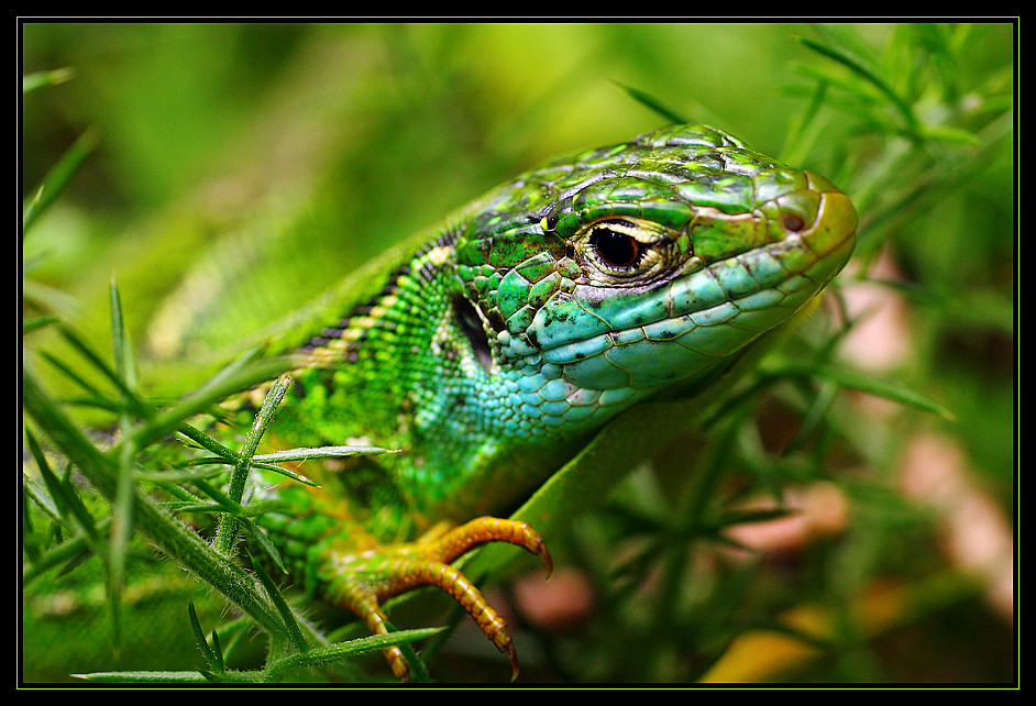 Lézard vert