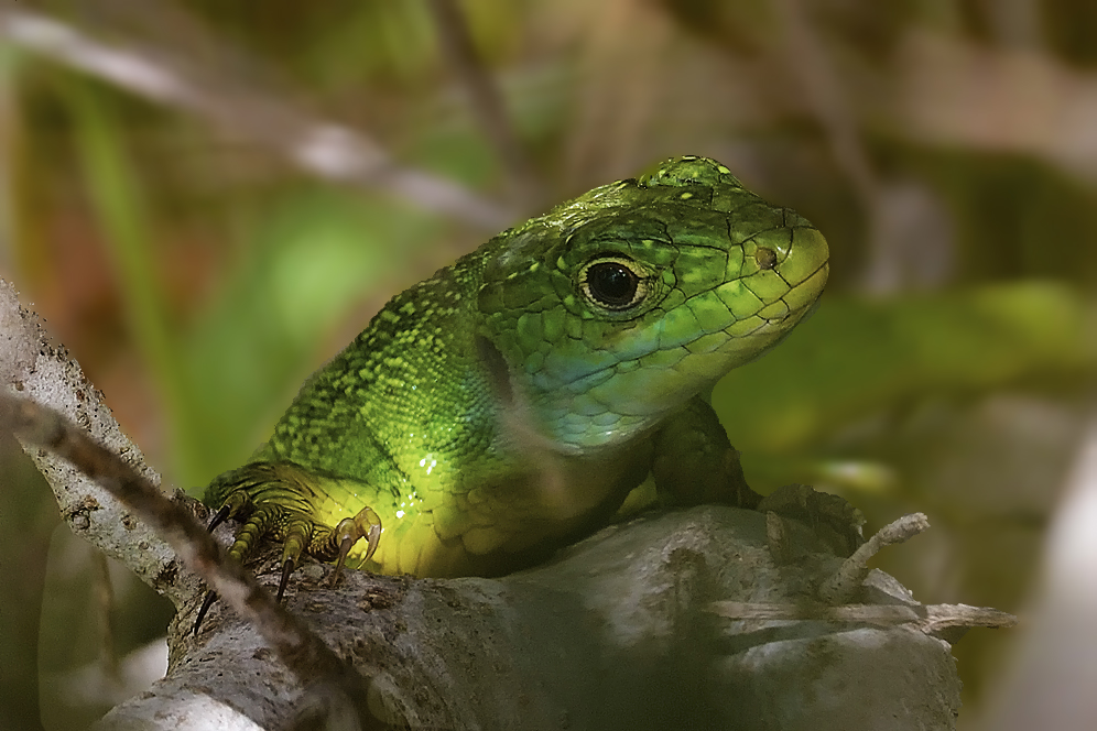 lézard vert