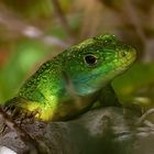 lézard vert