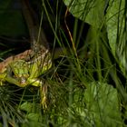 lezard vert au col de vence