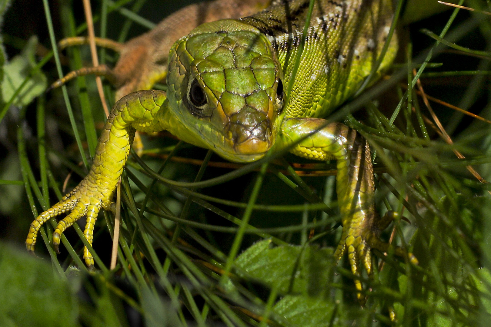 lezard vert au col de vence